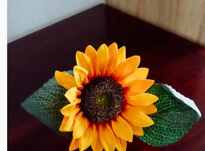 Zlatno Brdo * Zlatibor